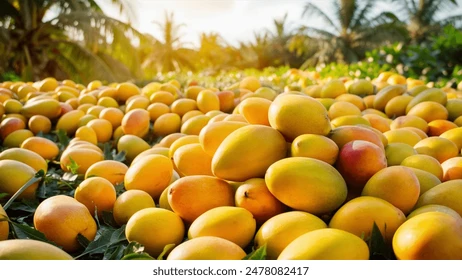 A KiralyOIL bejelenti a Mango Napot